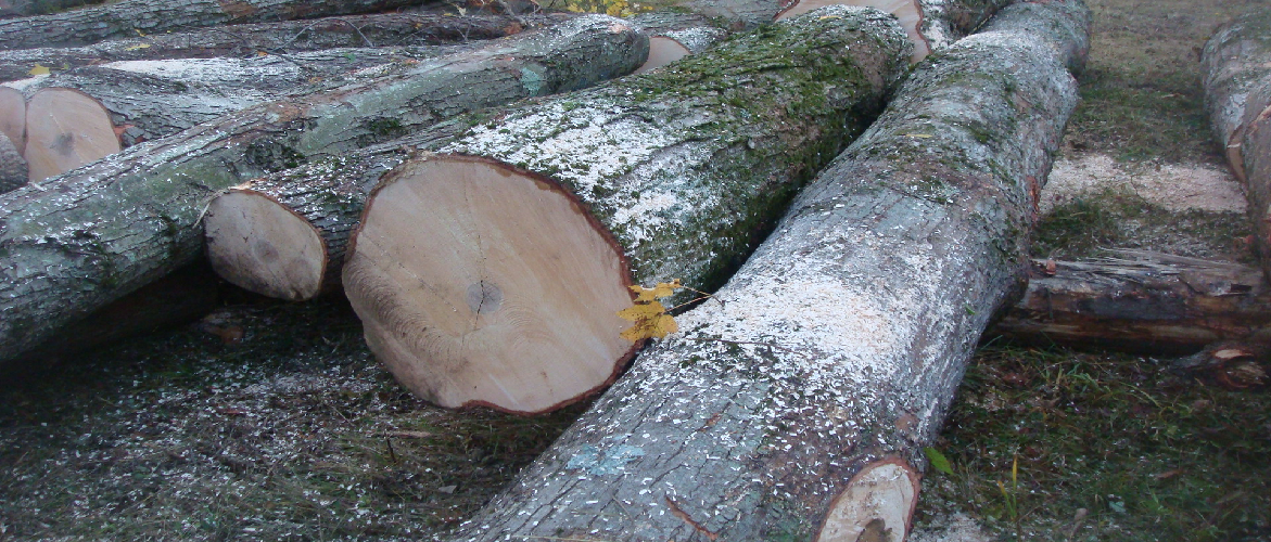 LOGGING PILE